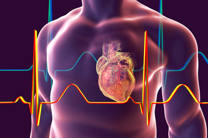 "Heart with coronary vessels inside human body